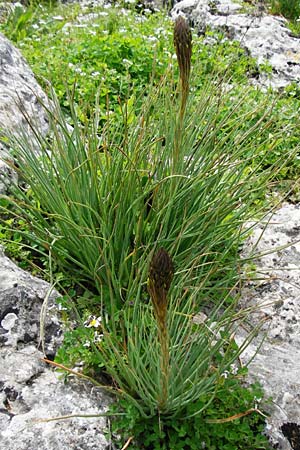 Asphodeline lutea \ Junkerlilie, Gelber Affodill / Yellow Asphodel, Kreta/Crete Aradena 4.4.2015
