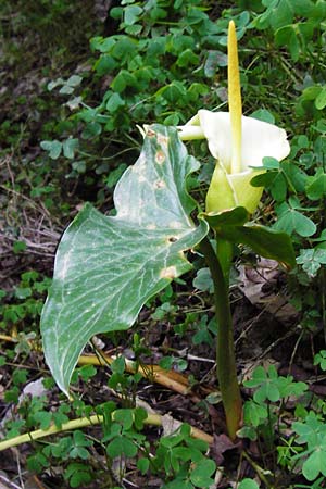 Arum creticum \ Kretischer Aronstab / Cretan Arum, Kreta/Crete Kotsifou - Schlucht / Gorge 2.4.2015