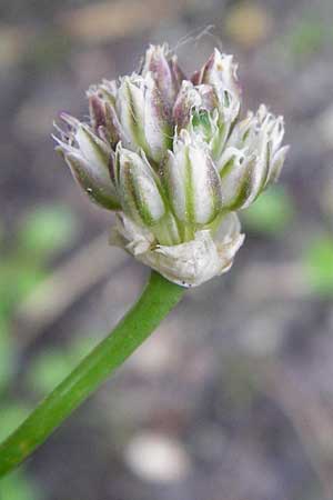 Allium rubrovittatum \ Rotgestreifter Lauch / Red-Striped Garlic, Kreta/Crete Moni Kapsa 13.5.2015