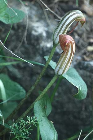 Arisarum vulgare \ Krummstab / Friar's Cowl, Kreta/Crete Gonies 11.4.1990