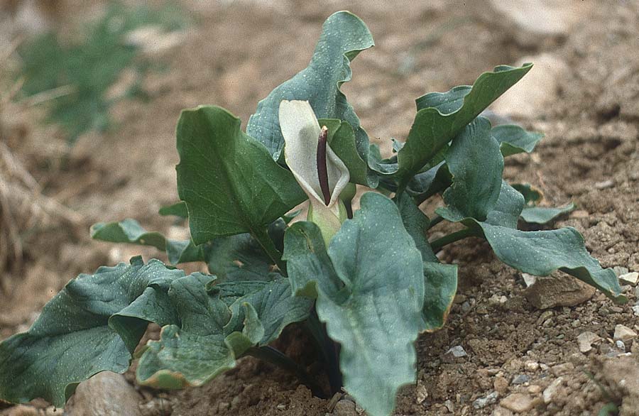 Arum idaeum \ Idagebirgs-Aronstab / Ida-Mountains Arum, Kreta/Crete Ideon Andron 11.4.1990