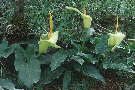 Arum creticum \ Kretischer Aronstab / Cretan Arum, Kreta/Crete Gergeri 7.5.1991