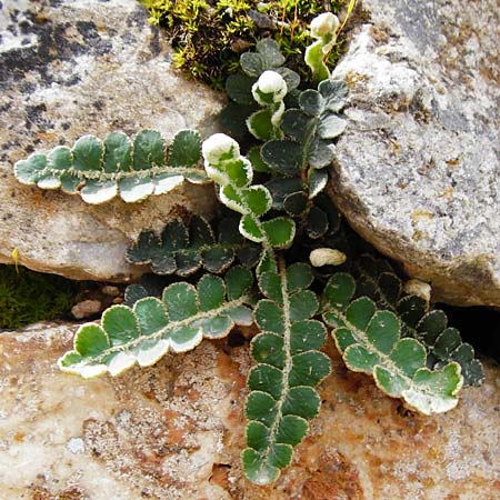 Asplenium ceterach \ Milzfarn, Schriftfarn / Rustyback, Scale Fern, Kreta/Crete Aradena 4.4.2015