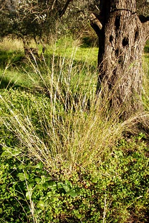 Oloptum miliaceum \ Gewhnlicher Grannenreis / Rice Grass, Smilo Grass, Kreta/Crete Asomatos School 5.4.2015