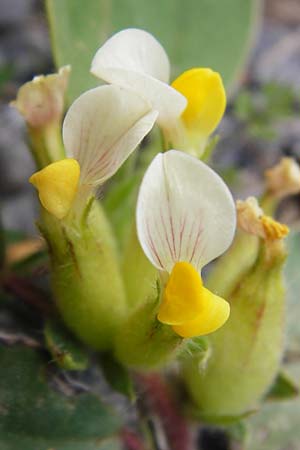 Anthyllis tetraphylla \ Blasen-Wundklee, Kreta Arhanes, Jouhtas 30.3.2015