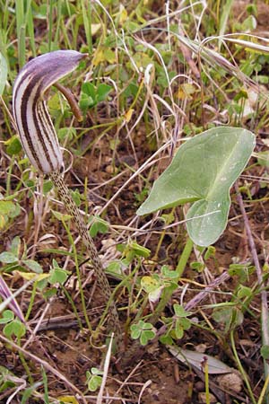 Arisarum vulgare \ Krummstab / Friar's Cowl, Kreta/Crete Knossos 31.3.2015