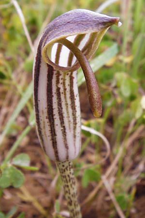 Arisarum vulgare \ Krummstab / Friar's Cowl, Kreta/Crete Knossos 31.3.2015