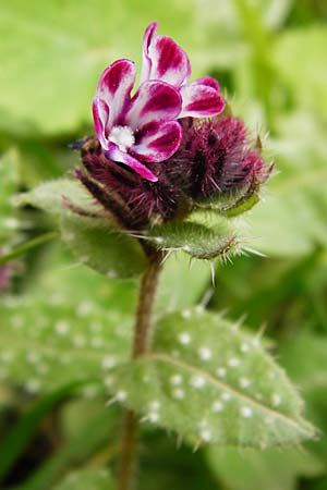 Anchusella variegata \ Bunte Ochsenzunge / Variegated Anchusa, Kreta/Crete Aradena 4.4.2015