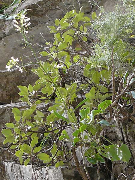 Brassica cretica \ Kretischer Kohl / Cretan Cabbage, Kreta/Crete Aradena - Schlucht / Gorge 4.4.2015