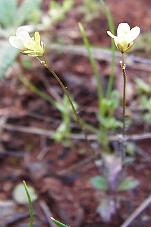 Biscutella didyma \ Einj&auml;hriges Brillensch�tchen / Annual Buckler Mustard, Kreta/Crete Arhanes, Jouhtas 30.3.2015