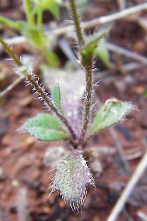 Biscutella didyma \ Einj&auml;hriges Brillensch�tchen / Annual Buckler Mustard, Kreta/Crete Arhanes, Jouhtas 30.3.2015