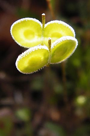 Biscutella didyma \ Einj&auml;hriges Brillensch�tchen / Annual Buckler Mustard, Kreta/Crete Arhanes, Jouhtas 30.3.2015
