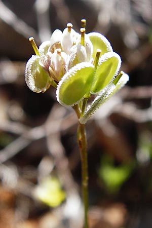 Biscutella didyma \ Einj&auml;hriges Brillensch�tchen / Annual Buckler Mustard, Kreta/Crete Arhanes, Jouhtas 30.3.2015