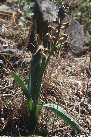 Muscari spreitzenhoferi \ Spreitzenhofers Traubenhyazinthe / Spreitzenhofer's Hyacinth, Kreta/Crete Magarakari 18.4.2001