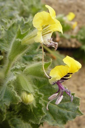 Hyoscyamus aureus \ Goldgelbes Bilsenkraut / Golden Henbane, Kreta/Crete Heraklion 31.3.2015