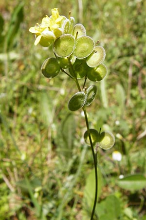 Biscutella didyma \ Einj&auml;hriges Brillensch�tchen / Annual Buckler Mustard, Kreta/Crete Armeni 7.4.2015