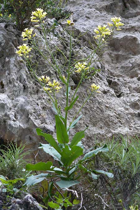 Brassica cretica \ Kretischer Kohl / Cretan Cabbage, Kreta/Crete Kotsifou - Schlucht / Gorge 2.4.2015