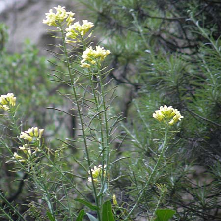 Brassica cretica \ Kretischer Kohl / Cretan Cabbage, Kreta/Crete Kotsifou - Schlucht / Gorge 2.4.2015