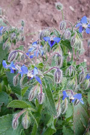 Borago officinalis \ Boretsch / Borago, Kreta/Crete Kritsa 11.4.2015