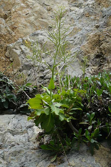 Brassica cretica \ Kretischer Kohl / Cretan Cabbage, Kreta/Crete Kourtaliotiko - Schlucht / Gorge 5.4.2015