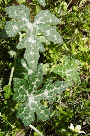 Bryonia cretica \ Zweih&auml;usige Zaunr�be / Cretan Bryony, Kreta/Crete Aradena - Schlucht / Gorge 4.4.2015