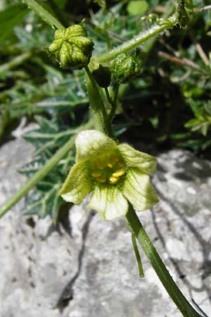 Bryonia cretica \ Zweih&auml;usige Zaunr�be / Cretan Bryony, Kreta/Crete Aradena - Schlucht / Gorge 4.4.2015