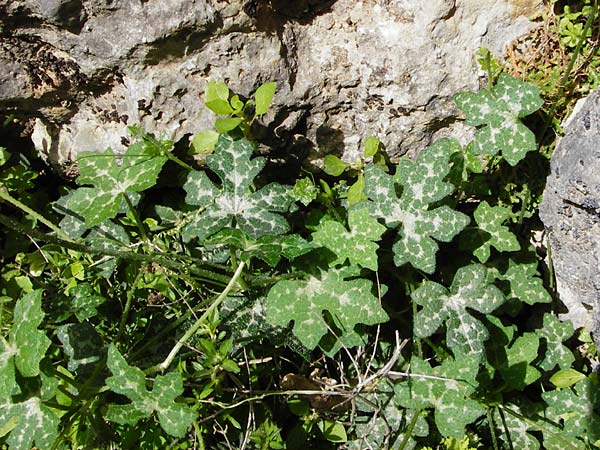 Bryonia cretica \ Zweih&auml;usige Zaunr�be / Cretan Bryony, Kreta/Crete Aradena - Schlucht / Gorge 4.4.2015