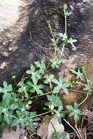 Bryonia cretica \ Zweih&auml;usige Zaunr�be / Cretan Bryony, Kreta/Crete Aradena - Schlucht / Gorge 4.4.2015