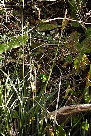 Carex halleriana \ Grundstielige Segge, Hallers Segge / Southern Sedge, Haller's Sedge, Kreta/Crete Arhanes, Jouhtas 30.3.2015