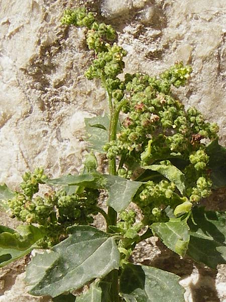 Chenopodium quinoa \ Reismelde, Inka-Reis / Quinoa, Kreta/Crete Heraklion 31.3.2015