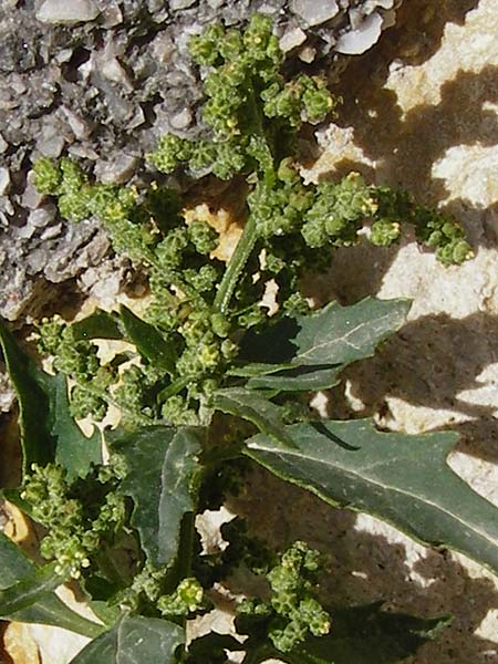 Chenopodium quinoa \ Reismelde, Inka-Reis / Quinoa, Kreta/Crete Heraklion 31.3.2015