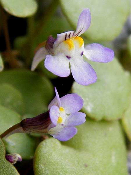 Cymbalaria longipes \ Langstieliges Zimbelkraut / Long-peduncle Toadflax, Kreta/Crete Moni Kapsa 10.4.2015