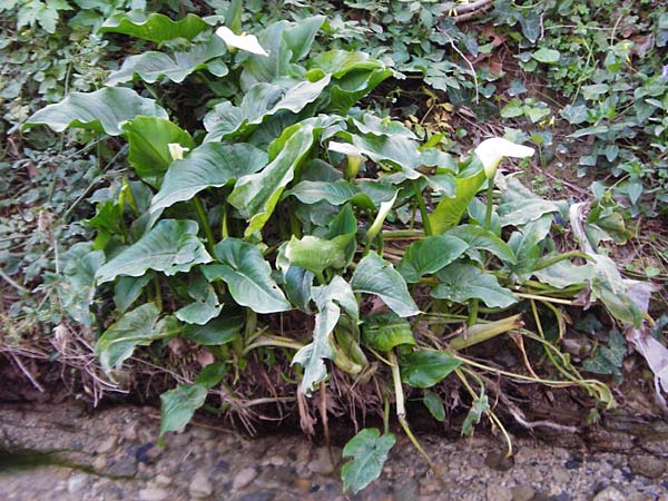 Zantedeschia aethiopica \ Gew&ouml;hnliche Calla, Zimmer-Calla / Calla Lily, Arum Lily, Kreta/Crete Knossos 31.3.2015