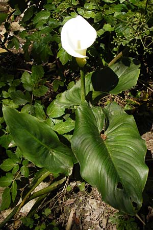 Zantedeschia aethiopica \ Gew&ouml;hnliche Calla, Zimmer-Calla / Calla Lily, Arum Lily, Kreta/Crete Knossos 1.4.2015