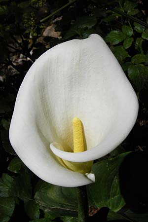 Zantedeschia aethiopica \ Gew&ouml;hnliche Calla, Zimmer-Calla / Calla Lily, Arum Lily, Kreta/Crete Knossos 1.4.2015