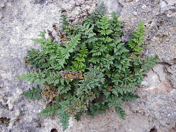 Cheilanthes acrostica \ Mauer-Lippenfarn / Scented Lip Fern, Kreta/Crete Kritsa 11.4.2015