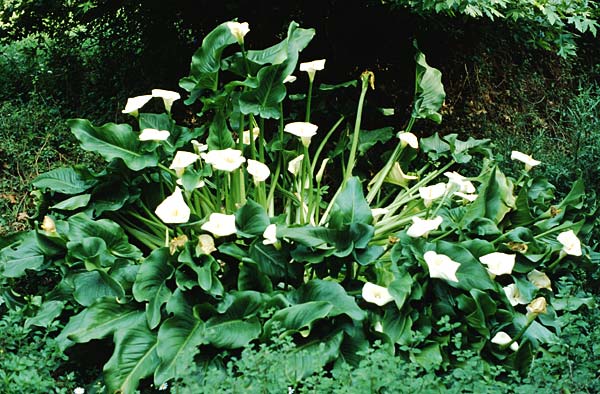Zantedeschia aethiopica \ Gew&ouml;hnliche Calla, Zimmer-Calla / Calla Lily, Arum Lily, Kreta/Crete Kandanos 18.5.1991