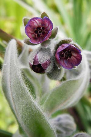 Cynoglossum columnae \ Colonna-Hundszunge / Colonna Hound's-Tongue, Kreta/Crete Spili 5.4.2015