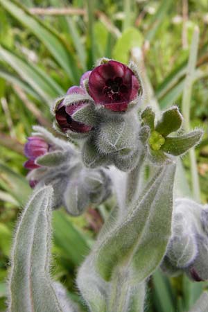 Cynoglossum columnae \ Colonna-Hundszunge / Colonna Hound's-Tongue, Kreta/Crete Spili 5.4.2015