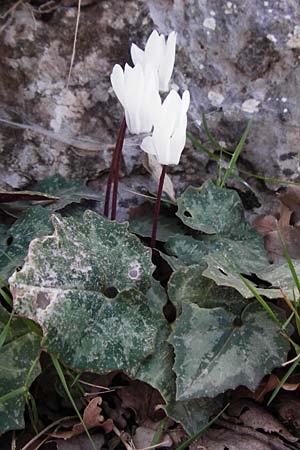 Cyclamen creticum \ Kretisches Alpenveilchen / Cretan Cyclamen, Cretan Sowbread, Kreta/Crete Meronas 5.4.2015