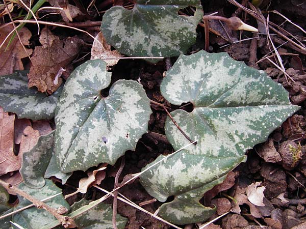 Cyclamen creticum \ Kretisches Alpenveilchen / Cretan Cyclamen, Cretan Sowbread, Kreta/Crete Meronas 5.4.2015