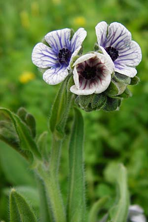 Cynoglossum creticum \ Kretische Hundszunge / Cretan Hound's-Tongue, Kreta/Crete Kavousi 11.4.2015