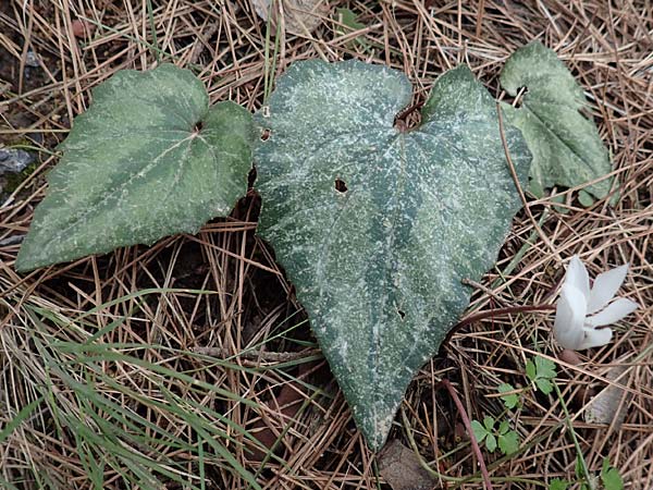 Cyclamen creticum \ Kretisches Alpenveilchen / Cretan Cyclamen, Cretan Sowbread, Kreta/Crete Arhanes, Jouhtas 30.3.2015