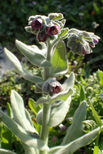 Cynoglossum columnae \ Colonna-Hundszunge / Colonna Hound's-Tongue, Kreta/Crete Arhanes, Jouhtas 30.3.2015