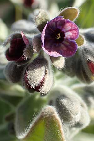 Cynoglossum columnae \ Colonna-Hundszunge / Colonna Hound's-Tongue, Kreta/Crete Arhanes, Jouhtas 30.3.2015