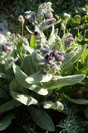 Cynoglossum columnae \ Colonna-Hundszunge / Colonna Hound's-Tongue, Kreta/Crete Arhanes, Jouhtas 30.3.2015