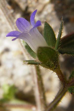 Campanula erinus \ Leberbalsam-Glockenblume / Small Bellflower, Kreta/Crete Knossos 30.3.2015