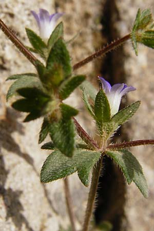Campanula erinus \ Leberbalsam-Glockenblume / Small Bellflower, Kreta/Crete Knossos 30.3.2015