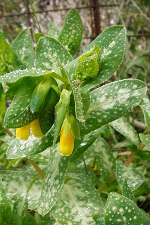 Cerinthe retorta \ Verdrehte Wachsblume / Twisted Honeywort, Greek Cerinthe, Kreta/Crete Plakias 6.4.2015