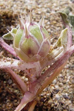 Centaurea aegialophila \ &Auml;g&auml;is-Flockenblume / Aegaean Knapweed, Kreta/Crete Vai 9.4.2015